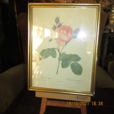  'Rosa de 100 pétalas'