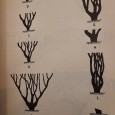 Quatro livros sobre Culuras de Café e de Chá