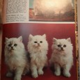 Dois Livros sobre Gatos