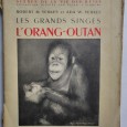 LES GRANDS SINGES L´ORANG-OUTAN