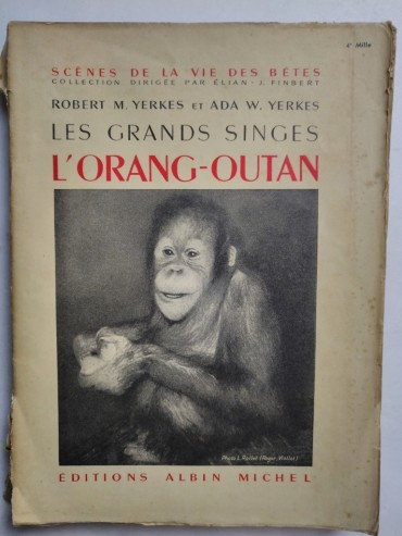 LES GRANDS SINGES L´ORANG-OUTAN