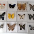 Colecção entomológica de Borboletas 