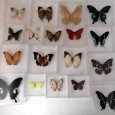 Colecção entomológica de Borboletas 