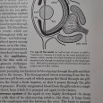 Animals Without Backbones – na introdution to the invertebrates
