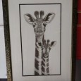Girafas