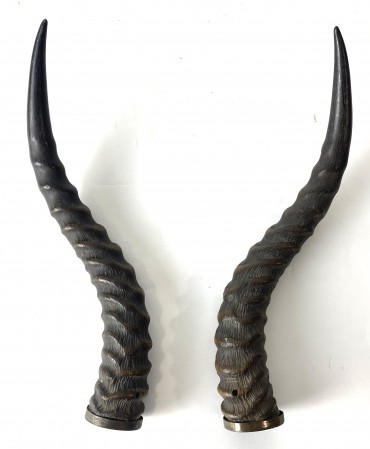 Dois chifres de antílope 