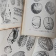 «Petit Atlas des fossils» VOL. I, II e III