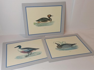 «Patos» (3) - SÉC. XX