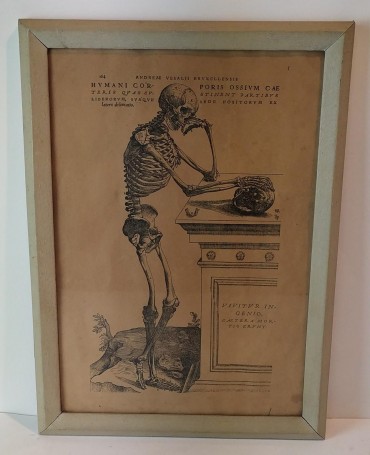 «Corpo Humano» - Andrea Vesalii 