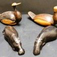 Patos e rinocerontes