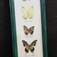 Caixa de borboletas