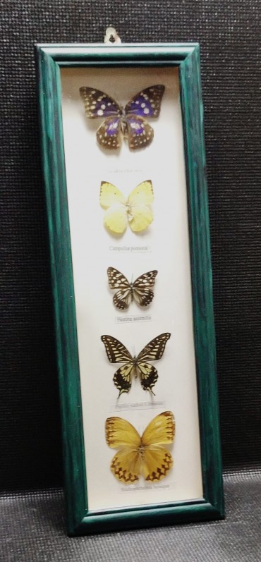 Caixa de borboletas