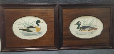 «Patos» (2)