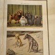 THE BOOK OF DOGS