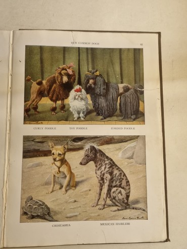 THE BOOK OF DOGS