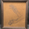 «Estudos anatómicos» - PORTELA JÚNIOR (1898-1985) 