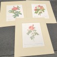 «Rosas» (3)