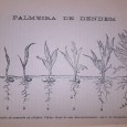 Palmeira Dendem o que os agricultores devem saber sobre a sua cultura