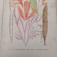«Botânica»