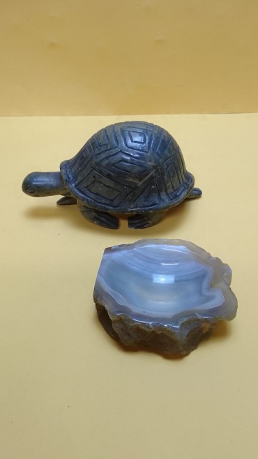 Tartaruga e cinzeiro
