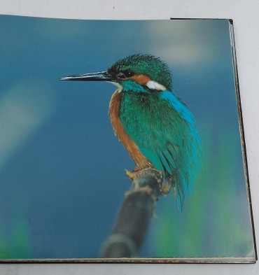 « Anillo Verde. Vida Bizitza»