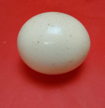 Ovo de avestruz