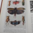 «Our insect friends and Foes and Spiders»