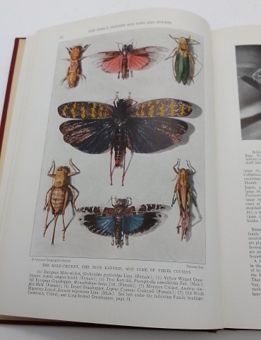 «Our insect friends and Foes and Spiders»