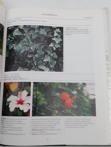 «Flora da estufa Fria de Lisboa»