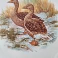 Duas imagens com patos