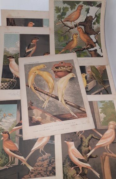 Quinze (15) Gravuras Coloridas de Pássaros
