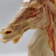 Escultura «Cabeça de cavalo»